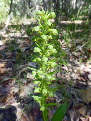 bluntleaved orchids (Platanthera obtusata)