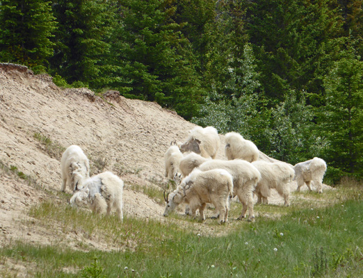 Mountain goats
