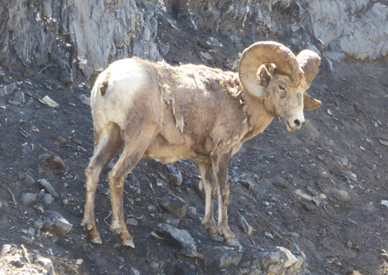 Bighorn sheep ram