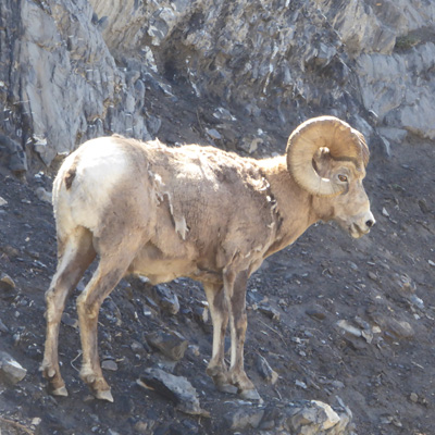 Bighorn sheep ram