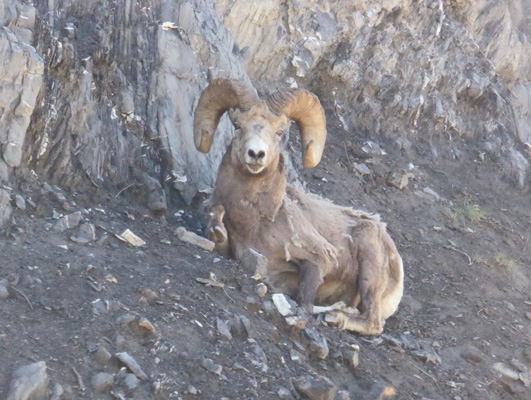 Bighorn sheep ram