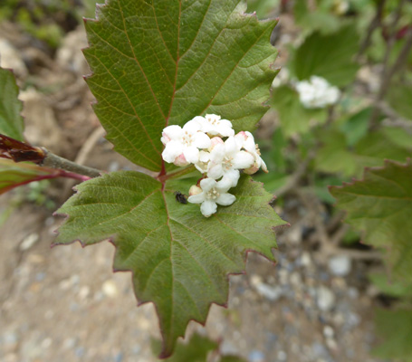 Unknown plant