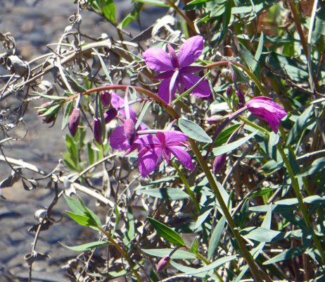 dwarf fireweed (Chamerion latifolium)