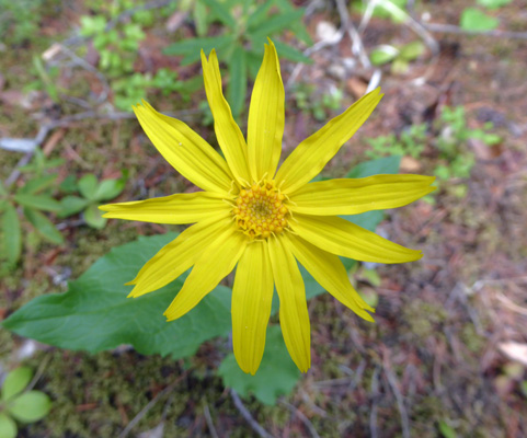 Heartleaf Arnica (Arnica cordifolia)