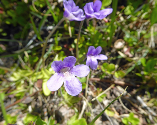 Common Butterwort (Pinguicula vulgaris)