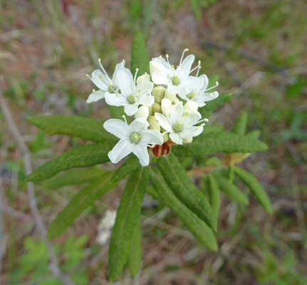 Labrador Tea (Rhododendron groenlandicum)