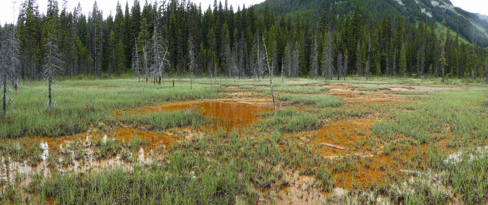 orange-puddled meadow