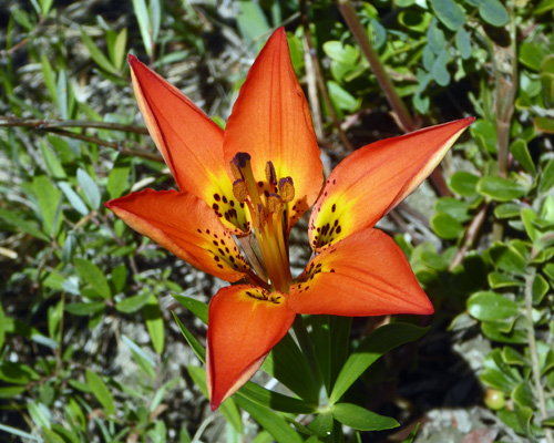 Wood Lily (Lilium philadelphicum)