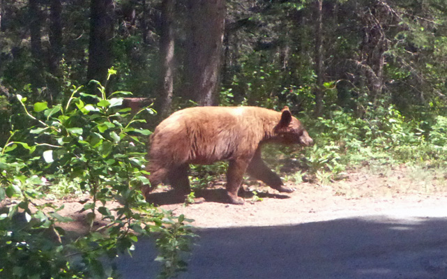 cinnamon colored black bear