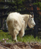 Mountain goat