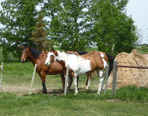 2 horses