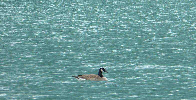 Canada Goose Lake Louise