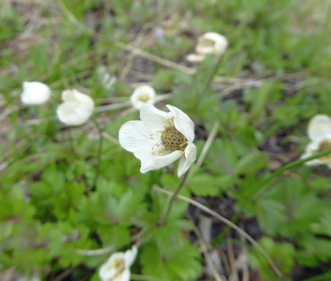 Unknown white flower