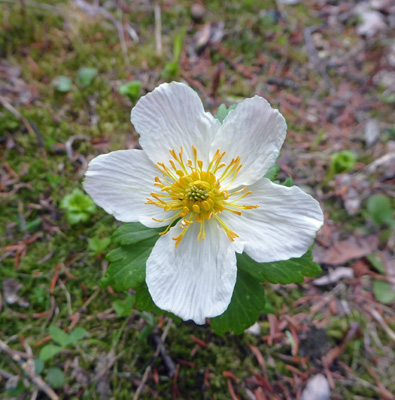 Meadow Anemone (Anemone canadensis)