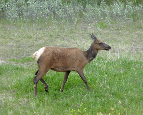 Elk