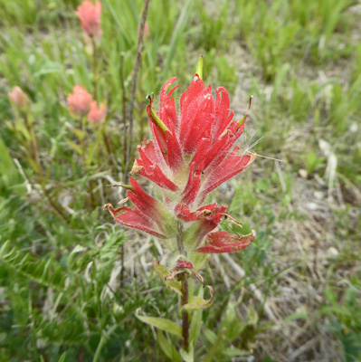 Indian Paintbrush