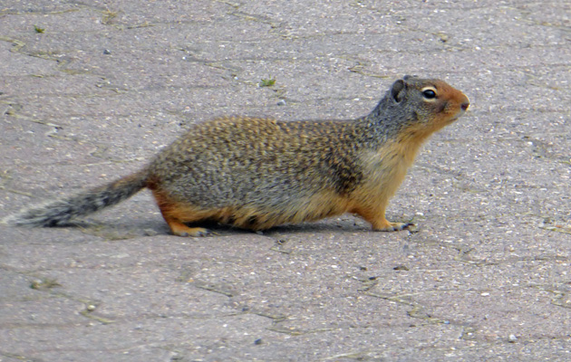 Columbia Ground Squirrel