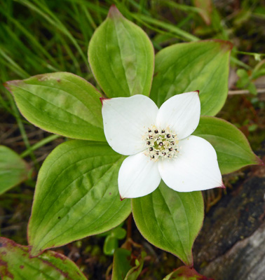 bunchberry (Cornus canadensis)