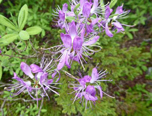 Rhodra (Rhododendron canadense)