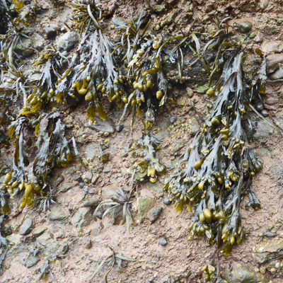 Kelp Hopewell Rocks NB