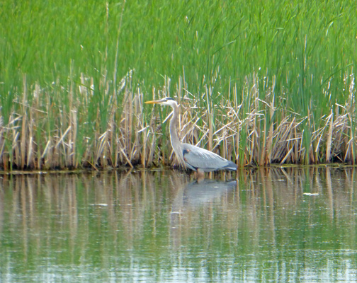 Great Blue Heron Lars Larsen Marsh