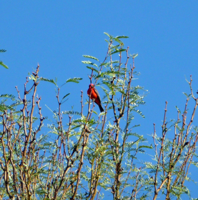 Vermilion Flycatcher