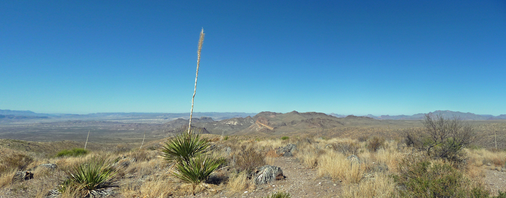 Sotol Vista Ross Maxwell Rd