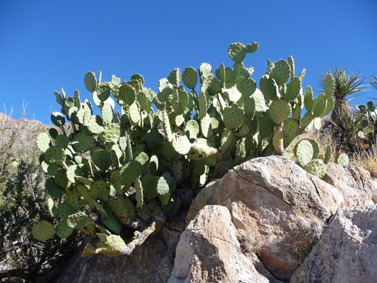 Prickly pear cactus