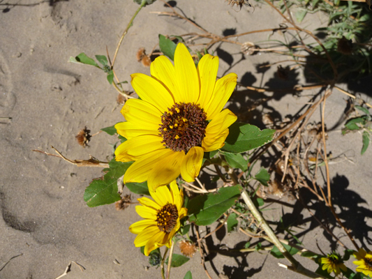 Sunflowers Boquillas Canyon