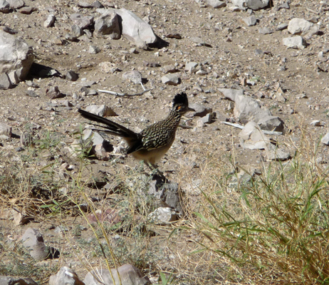 Roadrunner Boquillas Canyon