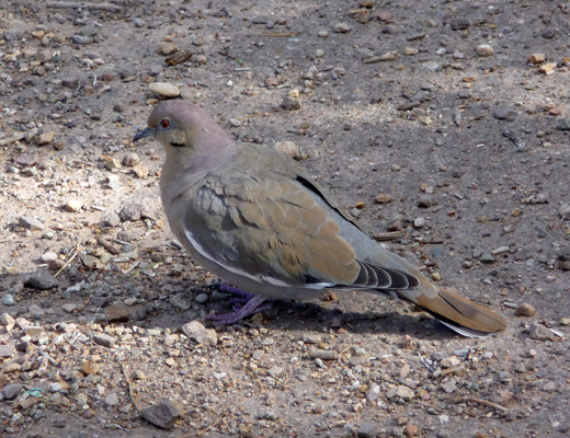 white winged dove