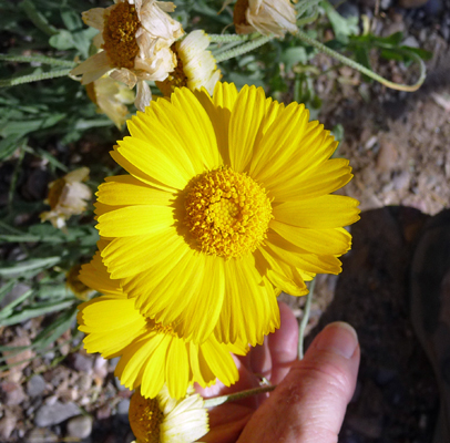  Desert Marigolds