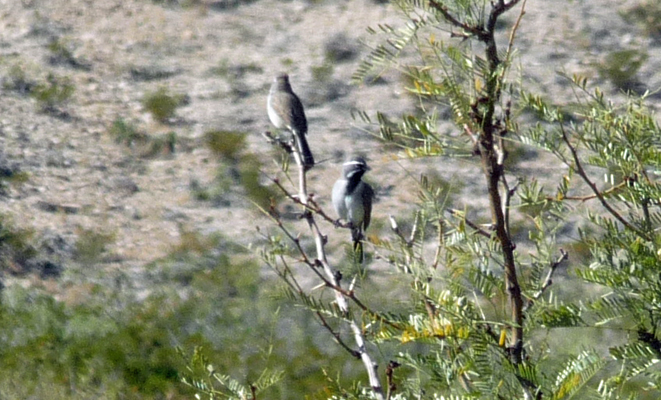 Black-Throated Sparrows