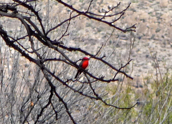 Vermilion Flycatcher