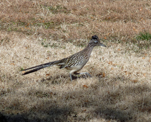 Roadrunner