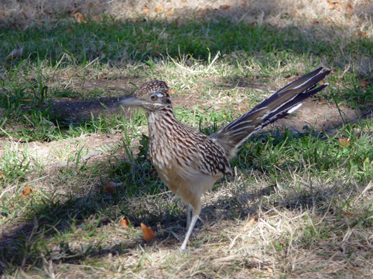 Roadrunner