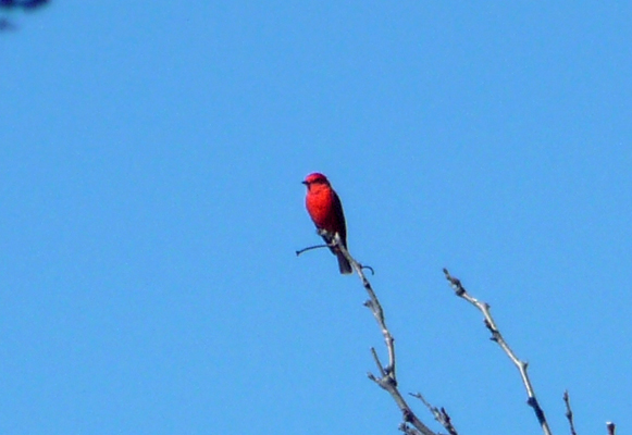 Vermilion Flycatcher