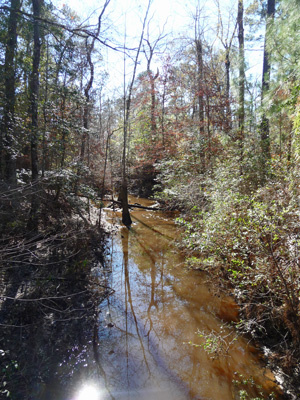 Village Slough Village Creek SP