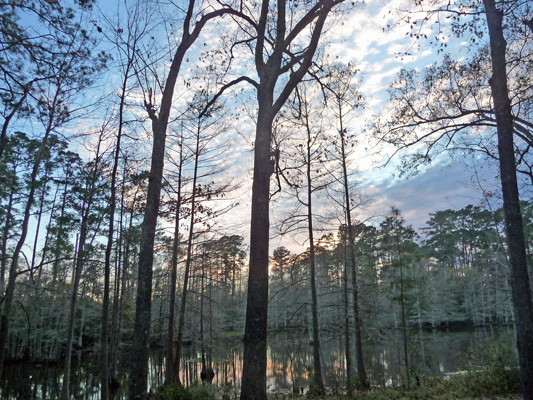 Late afternoon on Gum Slough