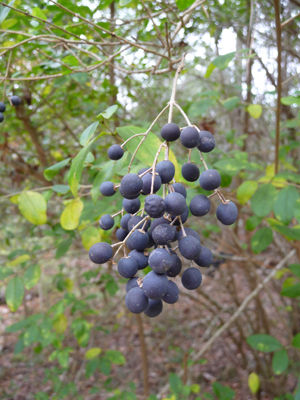 Black Cherries (Prunus serotina).