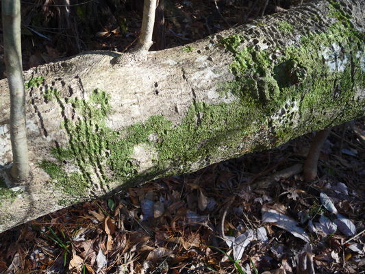 Moss on a log