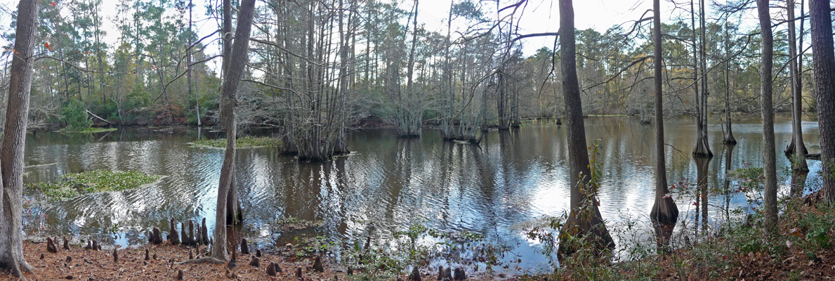 Gum Slough Martin Dies Jr State Park