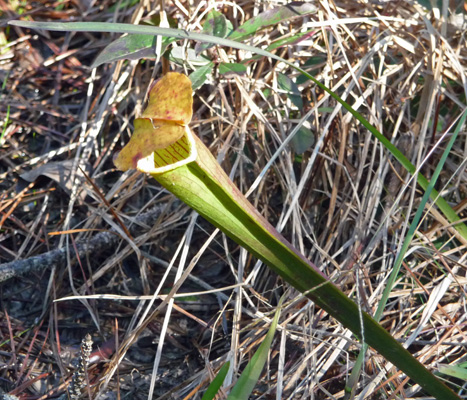 Pitcher Plant Sundew Trail Big Thicket