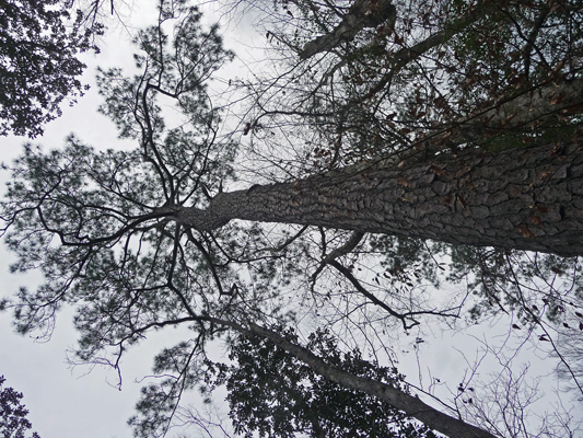 Loblolly Pine