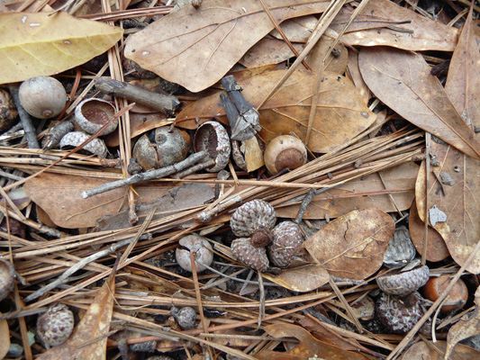 Acorns Slough Trail Martin Dies Jr SP