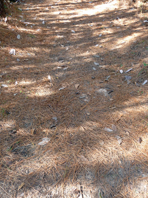 Pine needles on trail