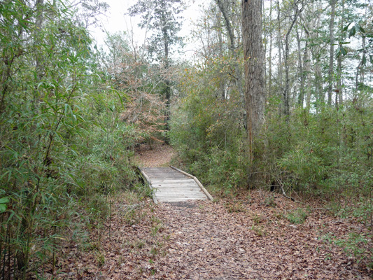 Bridge through river cane