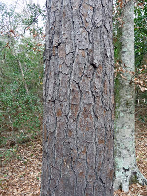 Loblolly Pine bark