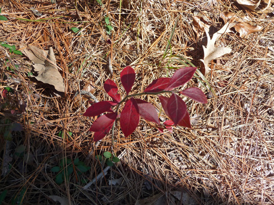 Fall color Big Thicket