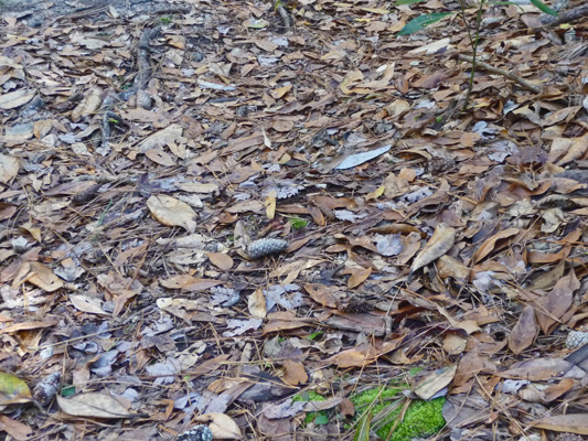 Bay and beech leaves on trail